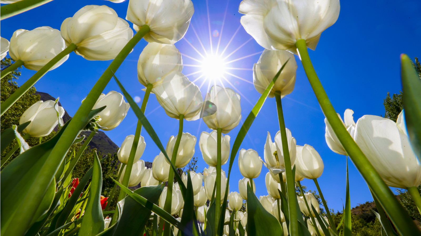 Festival de los Tulipanes en iran